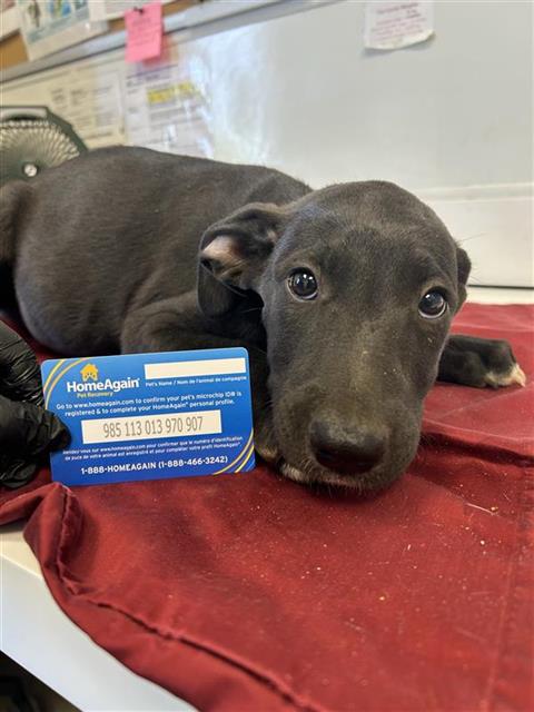 Adoptable Dog