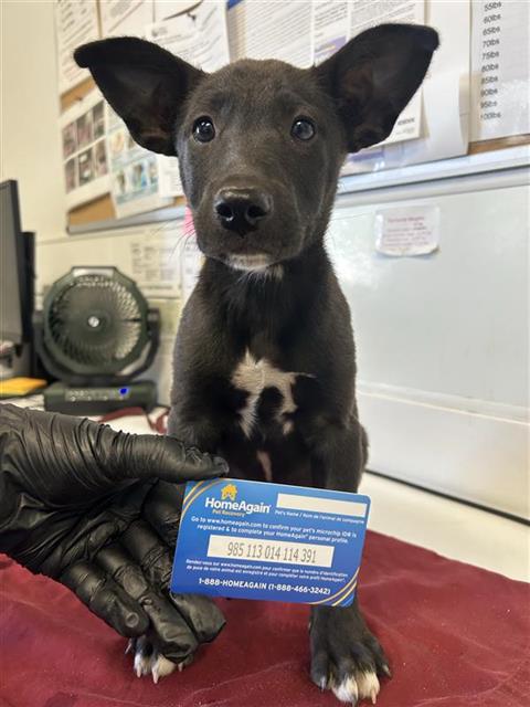 Adoptable Dog
