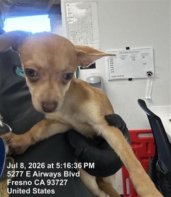 Adoptable Dog