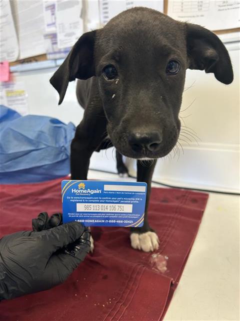 Adoptable Dog