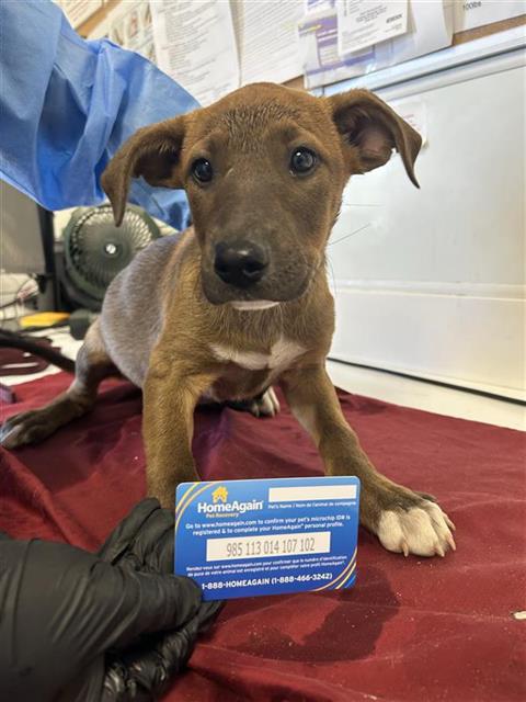 Adoptable Dog
