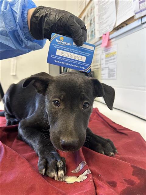 Adoptable Dog