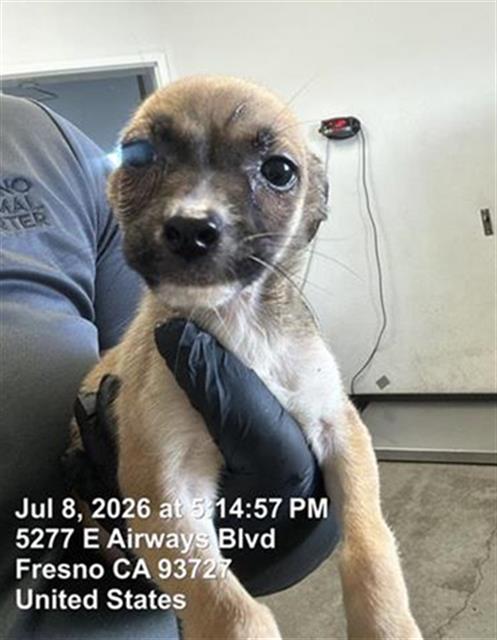 Adoptable Dog