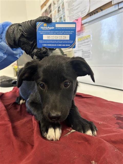 Adoptable Dog