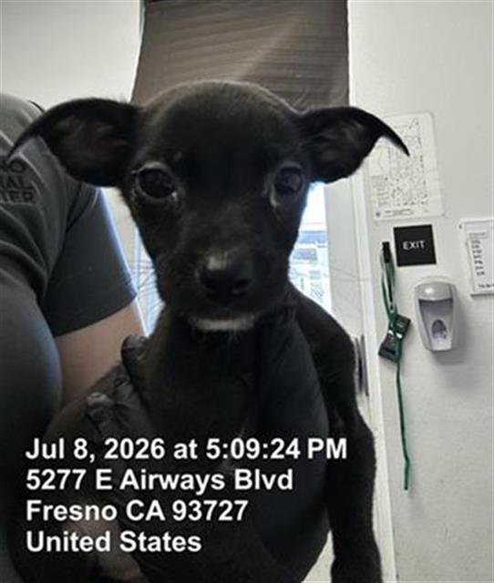 Adoptable Dog