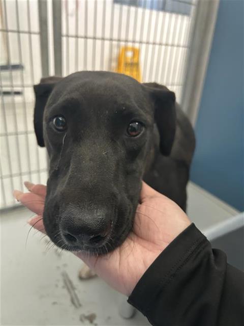 Adoptable Dog