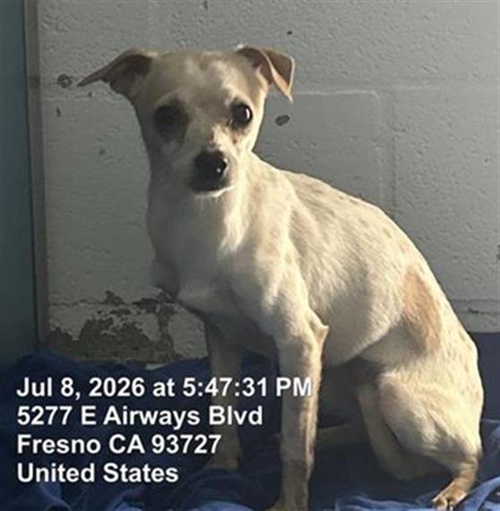 Adoptable Dog