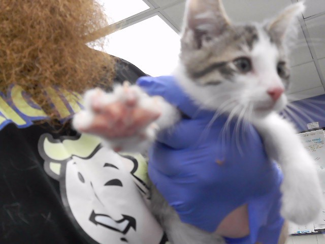 Wheevil