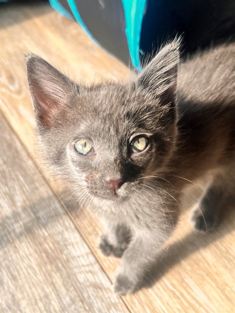 Tora