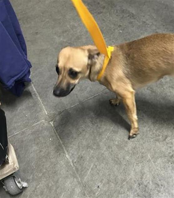 Adoptable Dog