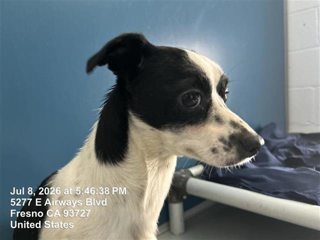 Adoptable Dog