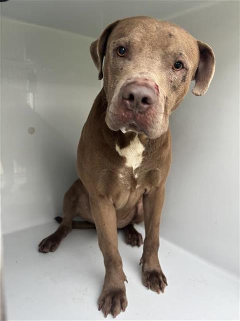 Adoptable Dog
