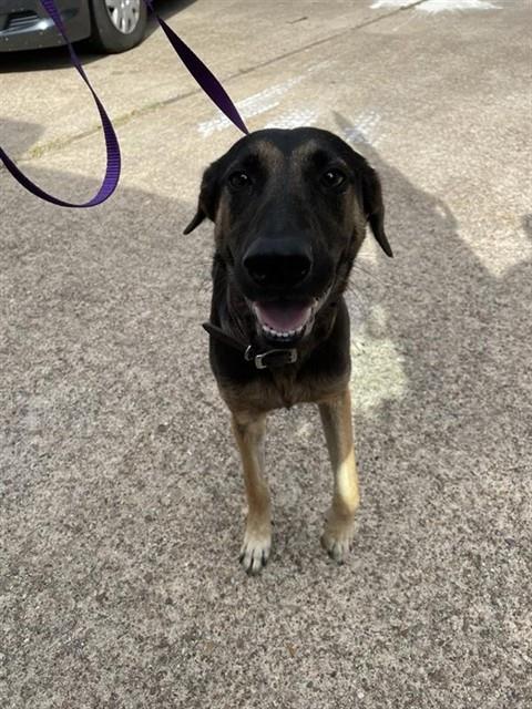 Adoptable Dog