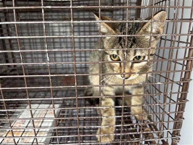 Adoptable Cat