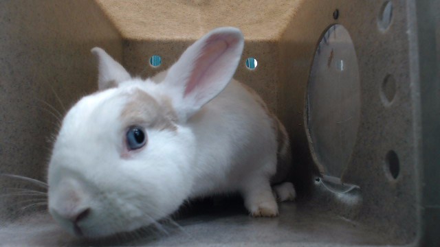 Adoptable Other