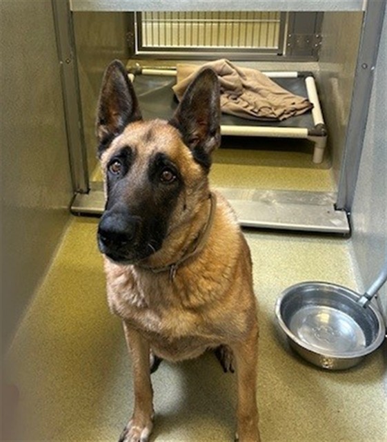 Adoptable Dog