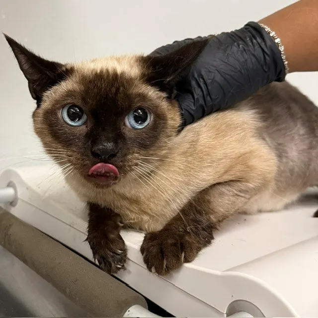 Adoptable Cat