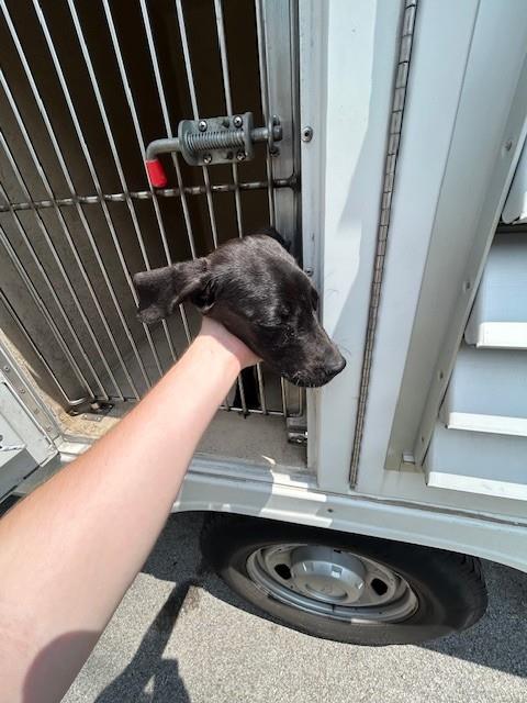 Adoptable Dog
