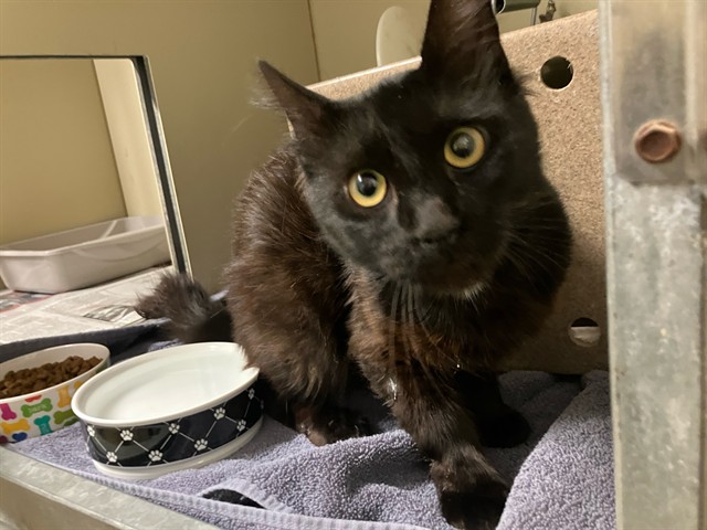 Adoptable Cat