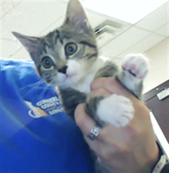 Adoptable Cat