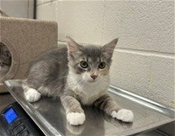 Adoptable Cat