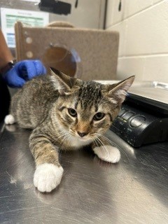 Adoptable Cat