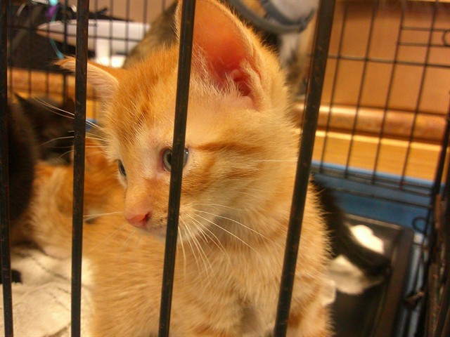 Adoptable Cat