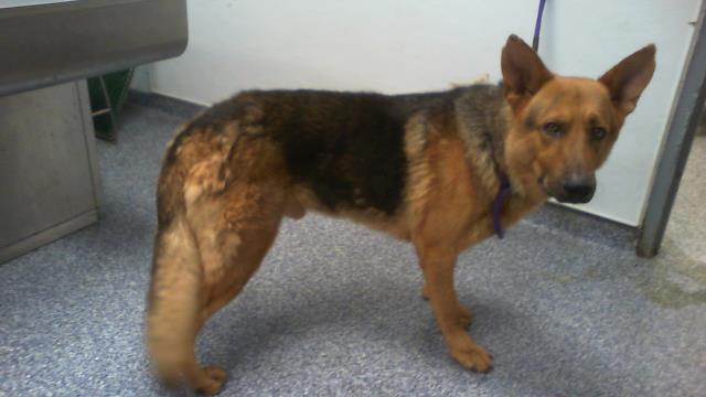 Adoptable Dog