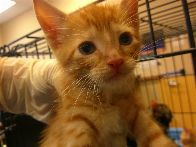 Adoptable Cat