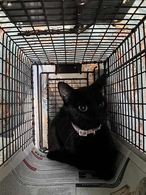 Adoptable Cat