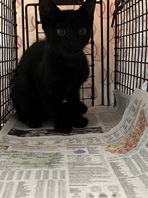 Adoptable Cat