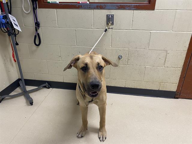 Adoptable Dog