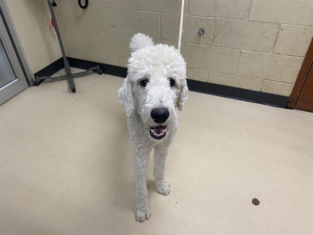 Adoptable Dog
