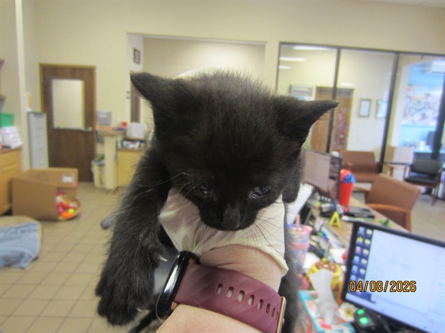 Adoptable Cat