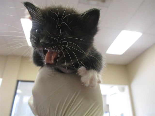 Adoptable Cat