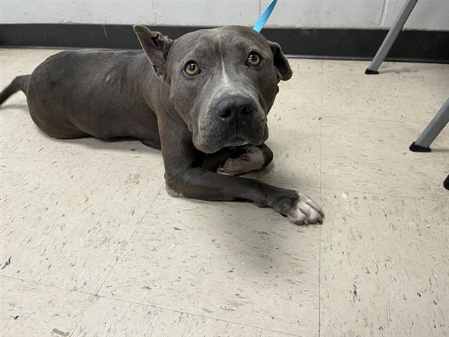 Adoptable Dog