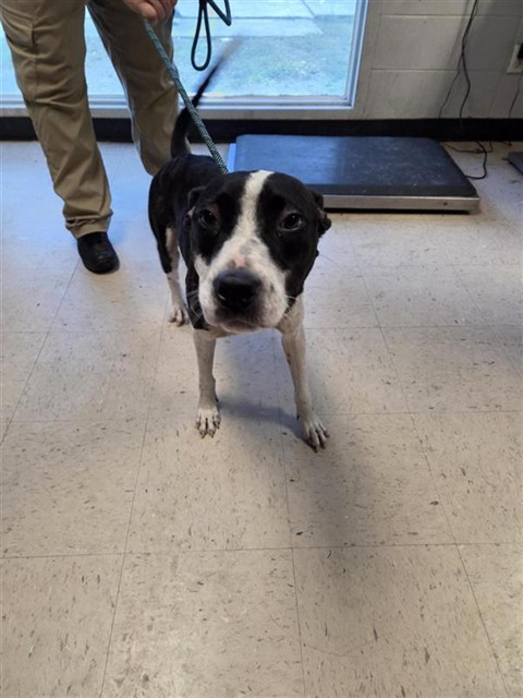 Adoptable Dog