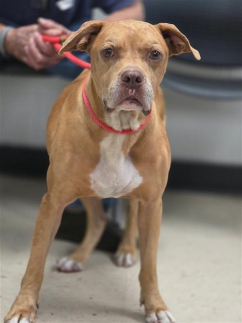 Adoptable Dog