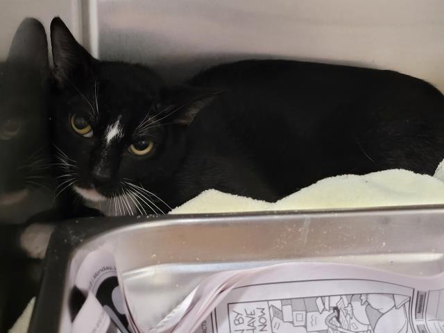 Adoptable Cat