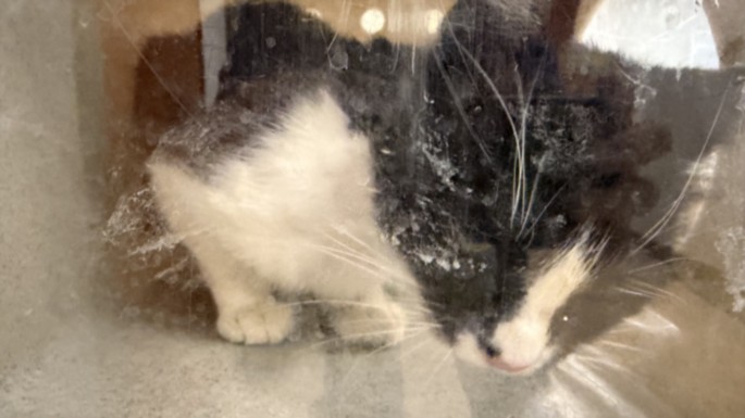 Adoptable Cat