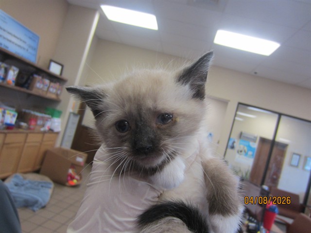 Adoptable Cat