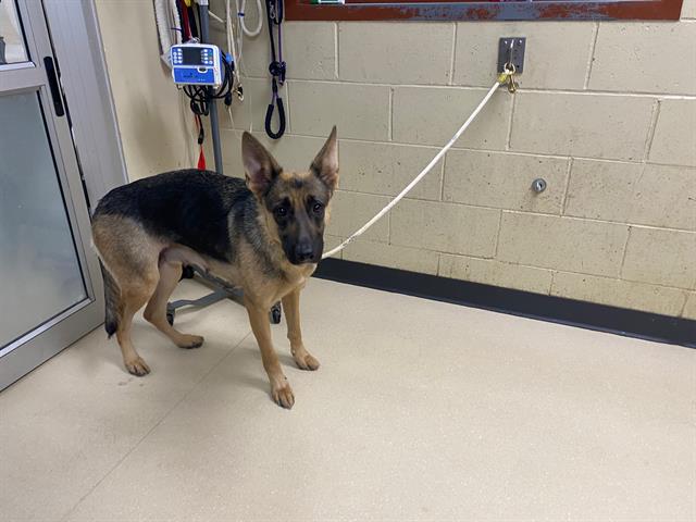 Adoptable Dog