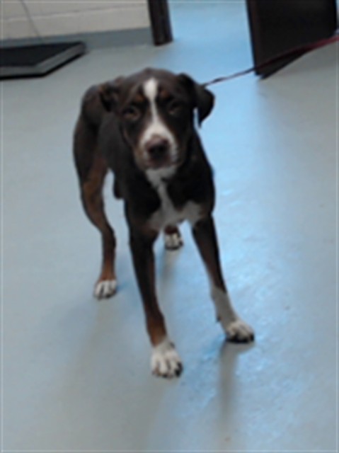 Adoptable Dog