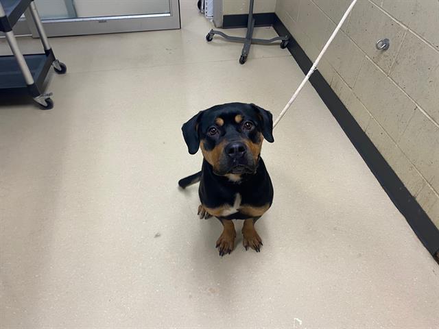 Adoptable Dog