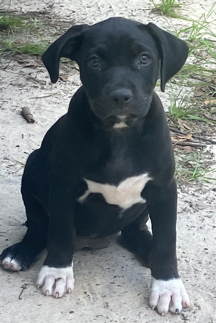 Gemma