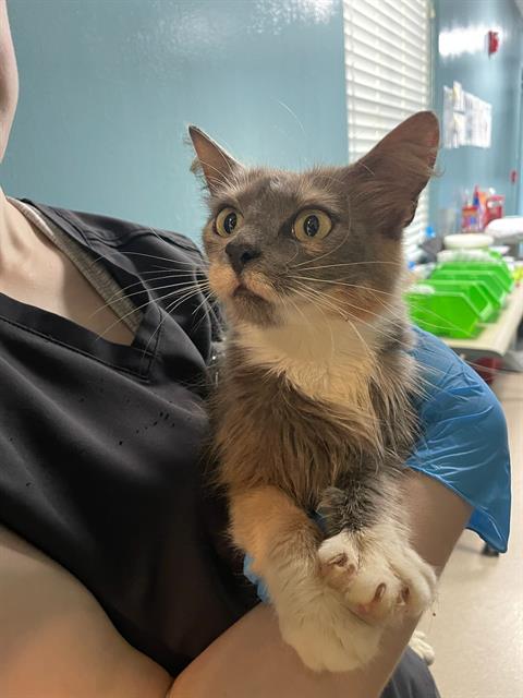 Adoptable Cat
