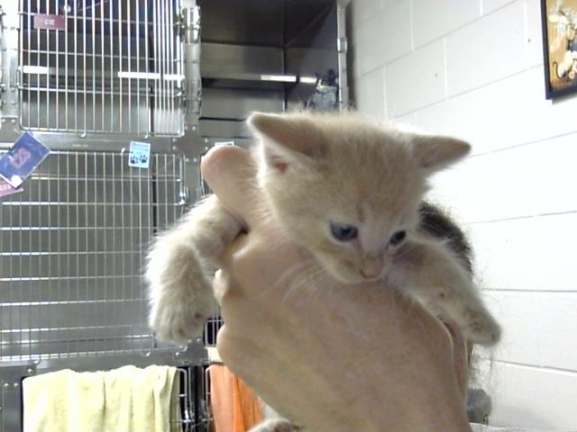 Adoptable Cat