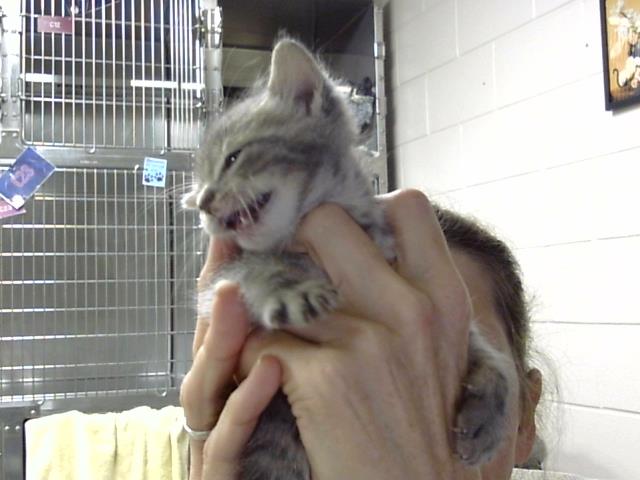 Adoptable Cat