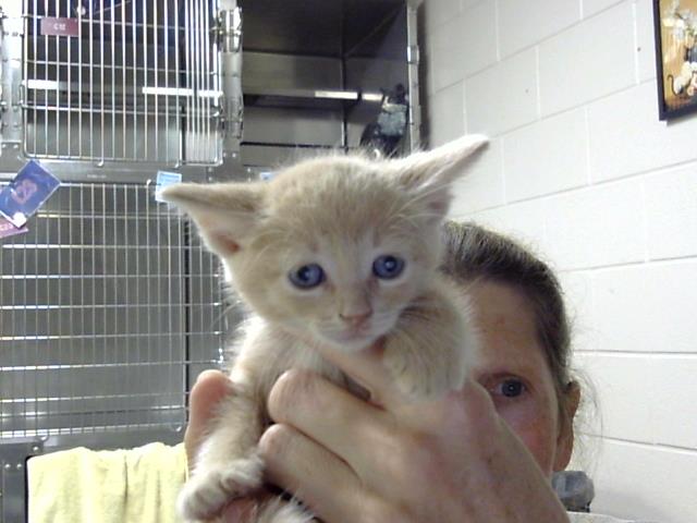 Adoptable Cat