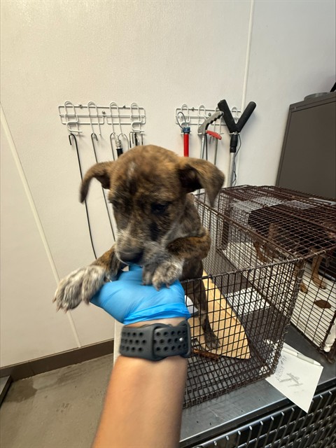 Adoptable Dog
